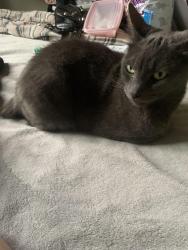 Lost Female Cat last seen Monroe Street near Wilcox high school, Santa Clara, CA 95050