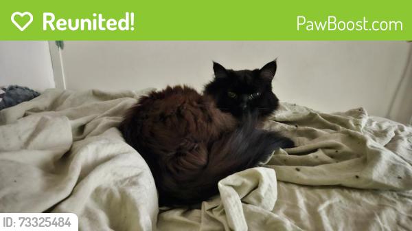 Reunited Female Cat last seen Shappie Rd. and Perry Lake Rd. South of Oakhill, between Sashabaw and M-15, Village of Clarkston, MI 48348