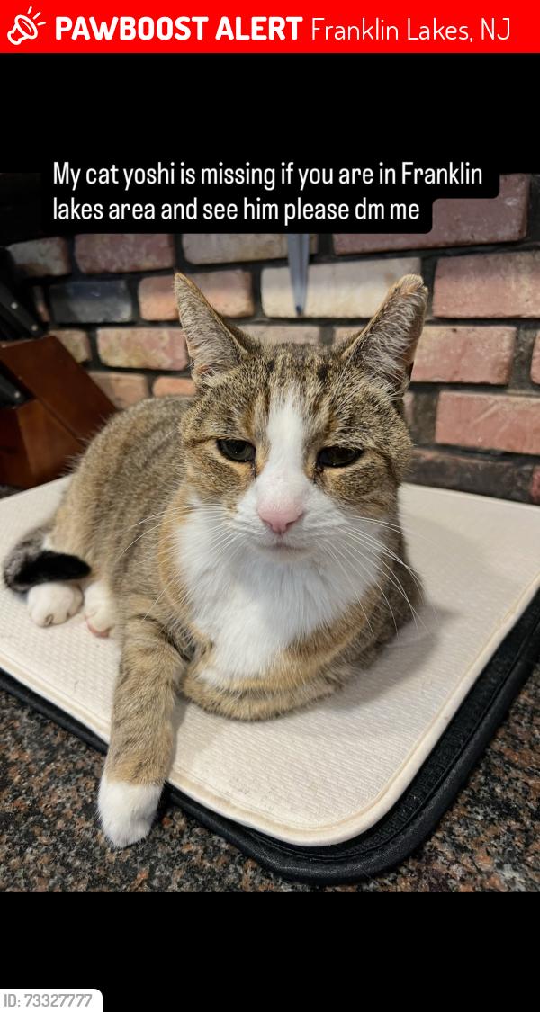 Lost Male Cat last seen Near colonial road Franklin lakes nj, Franklin Lakes, NJ 07417