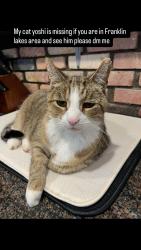 Lost Male Cat last seen Near colonial road Franklin lakes nj, Franklin Lakes, NJ 07417