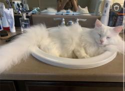 Reunited Male Cat last seen Central Ave near grassy field, Eaton, CO 80615