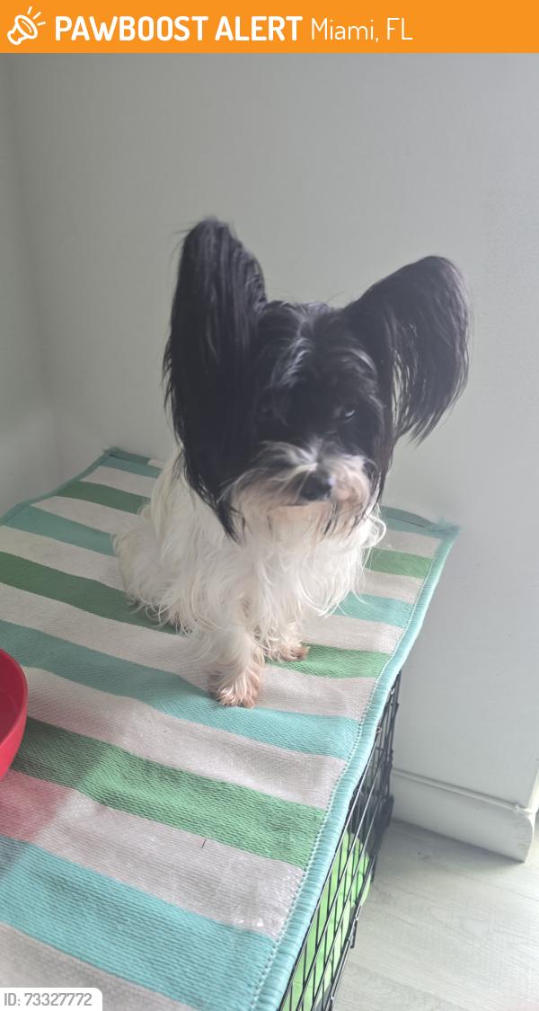 Found/Stray Male Dog last seen Near y 44, Miami, FL 33126