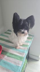 Found/Stray Male Dog last seen Near y 44, Miami, FL 33126
