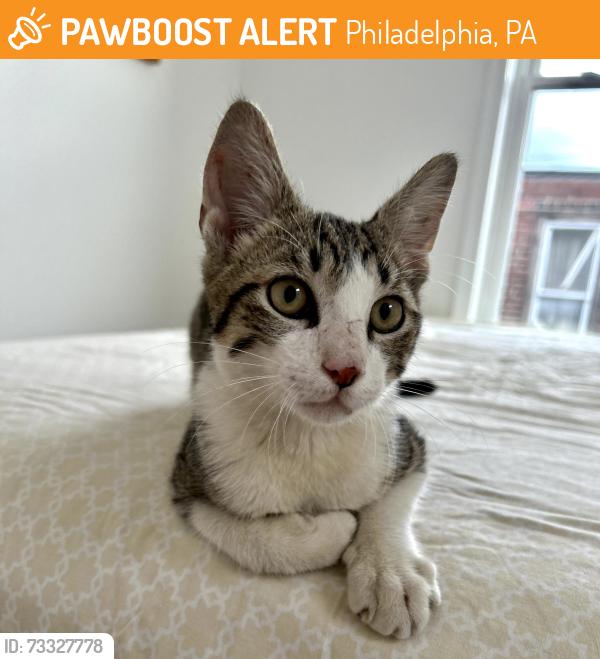 Found/Stray Male Cat last seen S. Warnock St & McKeen St, Philadelphia, PA 19148