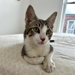 Found/Stray Male Cat last seen S. Warnock St & McKeen St, Philadelphia, PA 19148