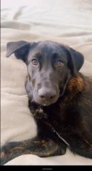Lost Male Dog last seen Downtown Camden kirkwood area, Camden, SC 29020