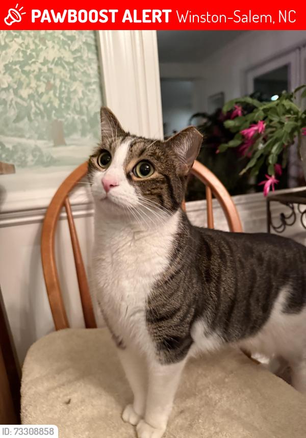 Lost Male Cat last seen Swan Drive, Winston-Salem, NC 27106