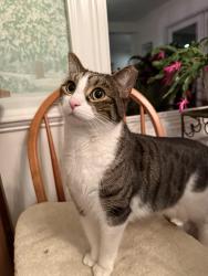 Lost Male Cat last seen Swan Drive, Winston-Salem, NC 27106