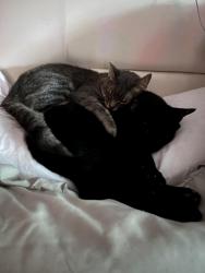 Lost Male Cat last seen Fredmeyers, starbucks, gaynors, Vancouver, WA 98685