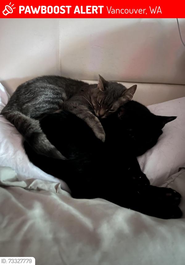 Lost Male Cat last seen Fredmeyers, starbucks, gaynors, Vancouver, WA 98685
