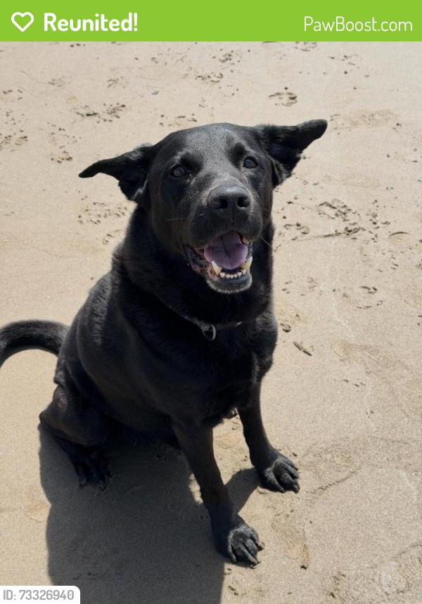 Reunited Male Dog last seen Roy rogers rd, Sherwood, OR 97140