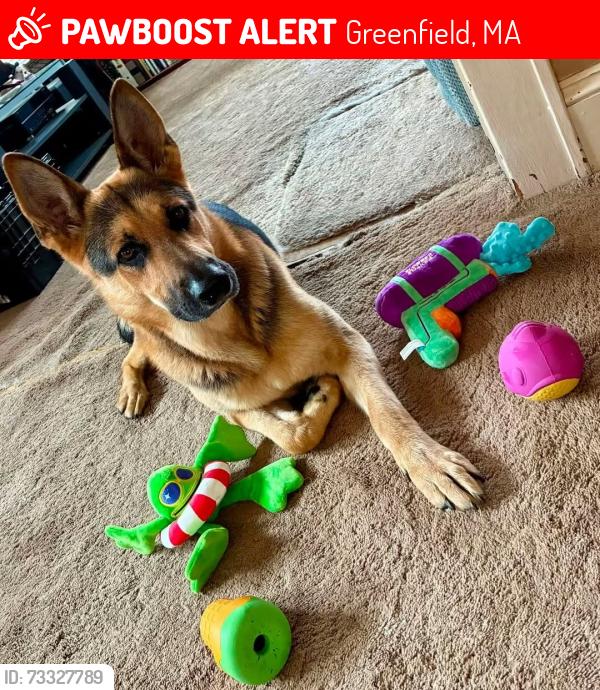 Lost Male Dog last seen Federal st, Greenfield, MA 01301