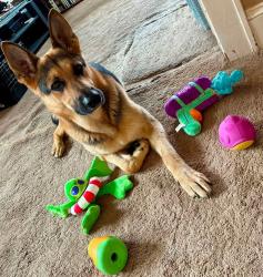 Lost Male Dog last seen Federal st, Greenfield, MA 01301