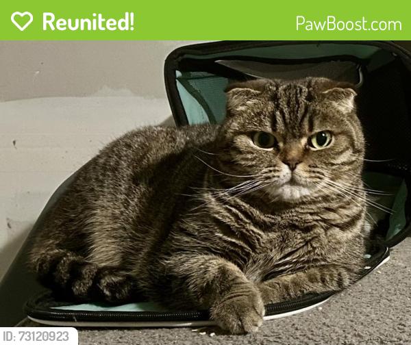 Reunited Female Cat last seen Ryan rd, Concord, CA 94518