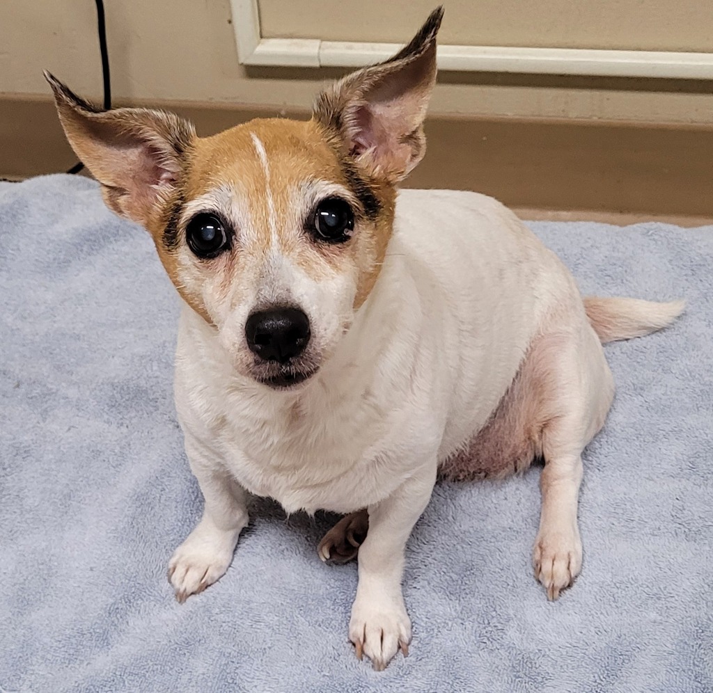Shelter Stray Female Dog last seen 48th/glisan, OR, 1700 W Historic Columbia River Hwy, Troutdale, OR 97060, USA