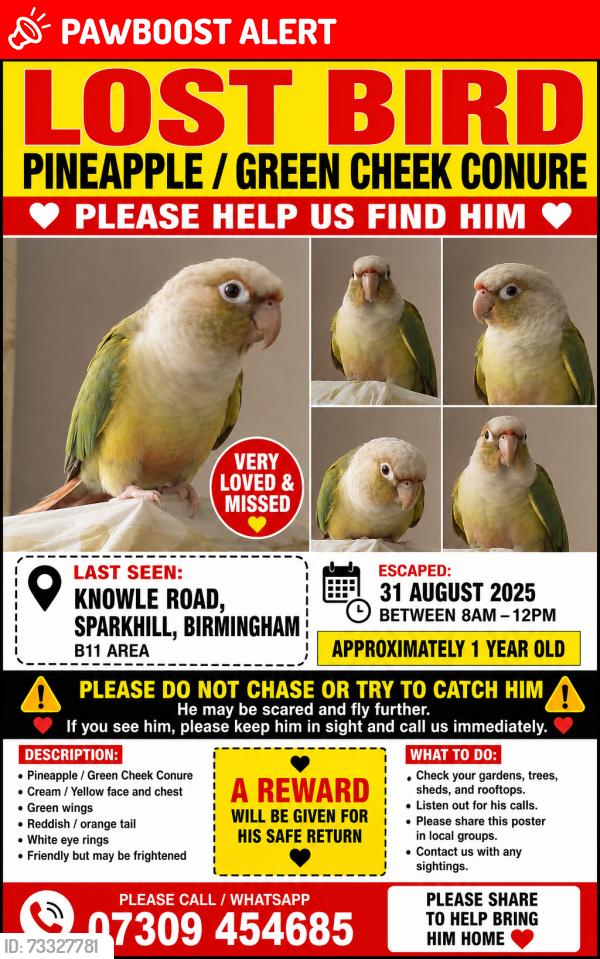 Lost Male Bird last seen B11, West Midlands, England B11