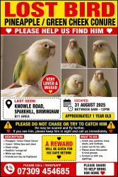 Lost Male Bird last seen B11, West Midlands, England B11