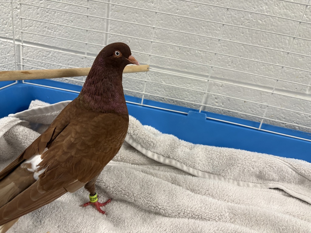 Shelter Stray Unknown Other last seen Near W Zodiac Drive, Kearns Township, UT, 84118, 511 W 3900 S, Salt Lake City, UT 84123, USA