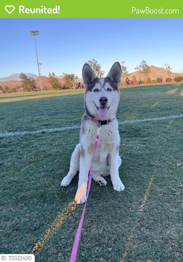 Reunited Female Dog last seen Palm and Esplanade, Hemet, CA 92543