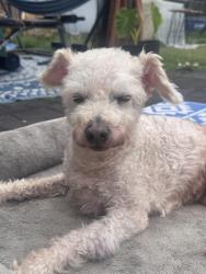 Reunited Male Dog last seen Evergreen St & Regal Ave., Hayward, CA 94544