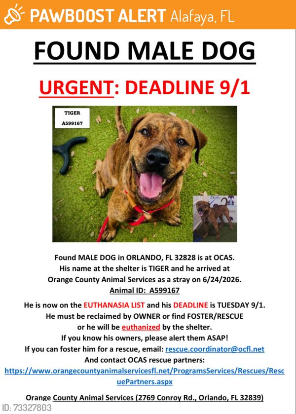 Found/Stray Male Dog last seen ORLANDO, FL 32828, Alafaya, FL 32828