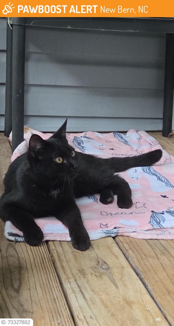 Found/Stray Unknown Cat last seen Rivershore drive new bern, New Bern, NC 28560