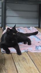 Found/Stray Unknown Cat last seen Rivershore drive new bern, New Bern, NC 28560