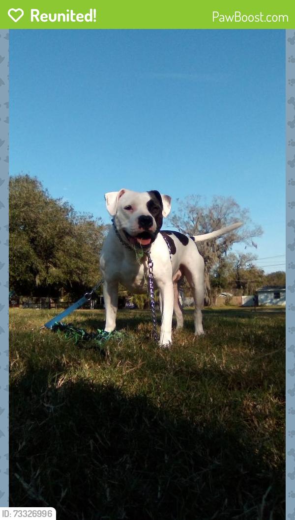 Reunited Male Dog last seen Near Pritcher rd Lithia fl 33547, Lithia, FL 33547