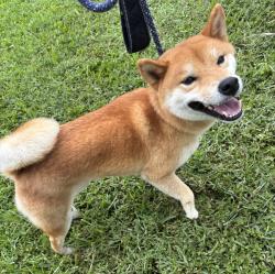 Reunited Unknown Dog last seen Port St. Lucie, Port St. Lucie, FL 34986