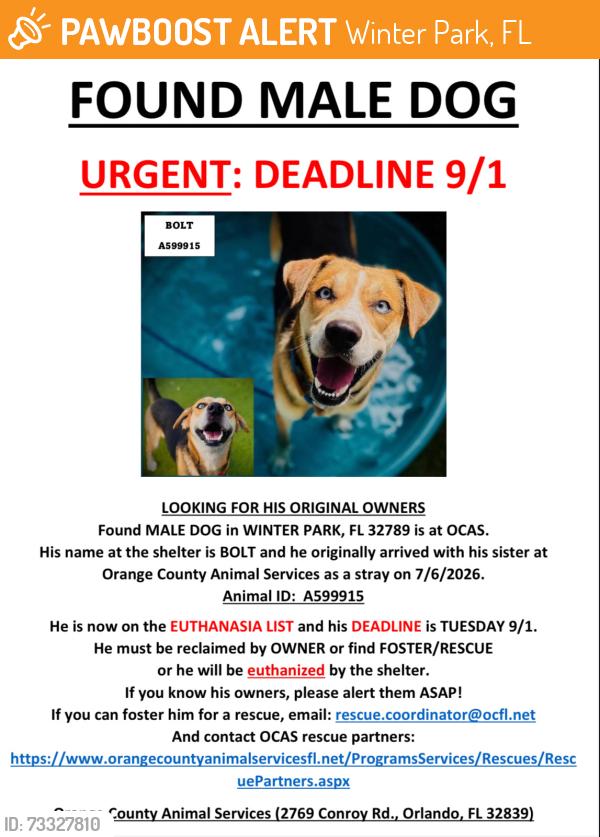 Found/Stray Male Dog last seen WINTER PARK, FL 32789, Winter Park, FL 32789