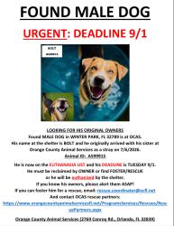 Found/Stray Male Dog last seen WINTER PARK, FL 32789, Winter Park, FL 32789