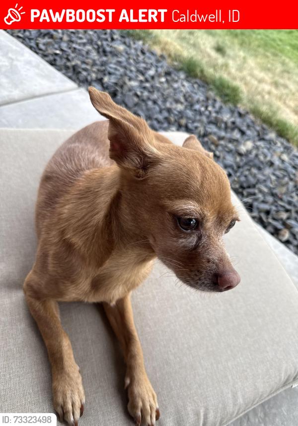 Lost Female Dog last seen Kcid rd and marble front rd, Caldwell, ID 83605