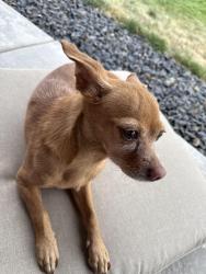Lost Female Dog last seen Kcid rd and marble front rd, Caldwell, ID 83605