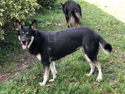 Lost Female Dog last seen SW 184 Ave & SW 216 ST, Miami-Dade County, FL 33187