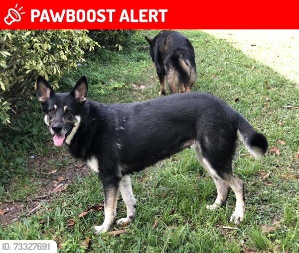 Lost Female Dog last seen SW 184 Ave & SW 216 ST, Miami-Dade County, FL 33187