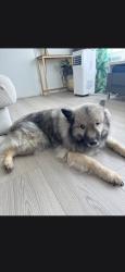Reunited Male Dog last seen Wallace Rd, Richmond, BC V7E 2C4