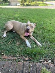 Found/Stray Female Dog last seen Adamsville, Adamsville, AL 35005
