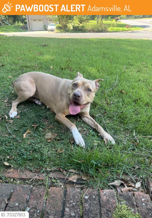 Found/Stray Female Dog last seen Adamsville, Adamsville, AL 35005