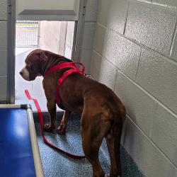 Shelter Stray Male Dog last seen , 980 Guilford College Rd, Greensboro, NC 27409, USA