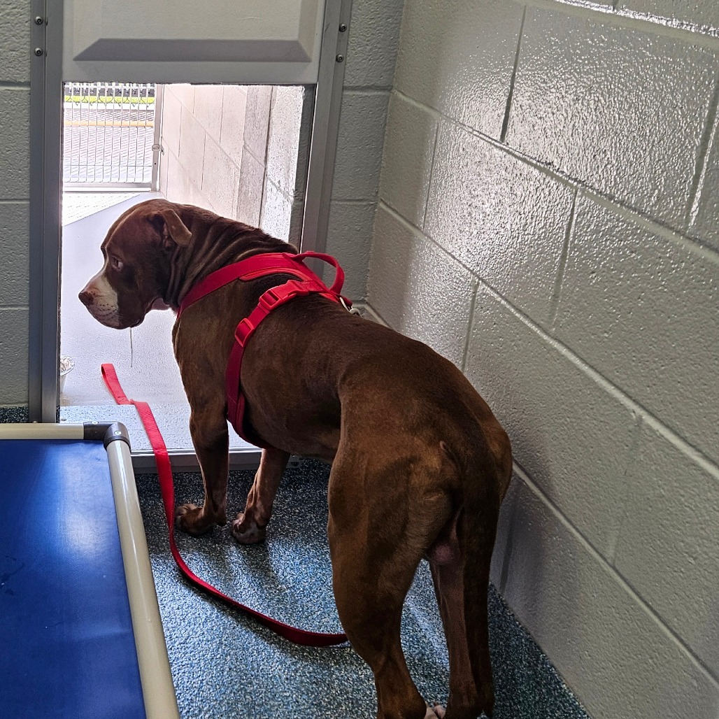 Shelter Stray Male Dog last seen , 980 Guilford College Rd, Greensboro, NC 27409, USA