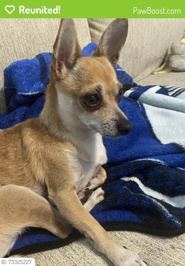Reunited Female Dog last seen Tracemeadow, Houston, TX 77066