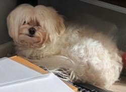 Lost Female Dog last seen Marsh Creek in Woodbury, Woodbury, MN 55125