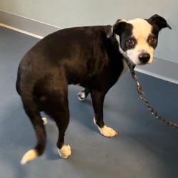 Shelter Stray Male Dog last seen , 980 Guilford College Rd, Greensboro, NC 27409, USA