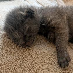 Shelter Stray Unknown Cat last seen , 4575 E Mesquite Ave, Palm Springs, CA 92264, USA