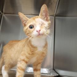 Shelter Stray Male Cat last seen , 328 Furman Hall Rd, Greenville, SC 29609, USA