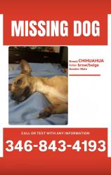 Lost Male Dog last seen Near Reading Road, Rosenberg, TX 77471