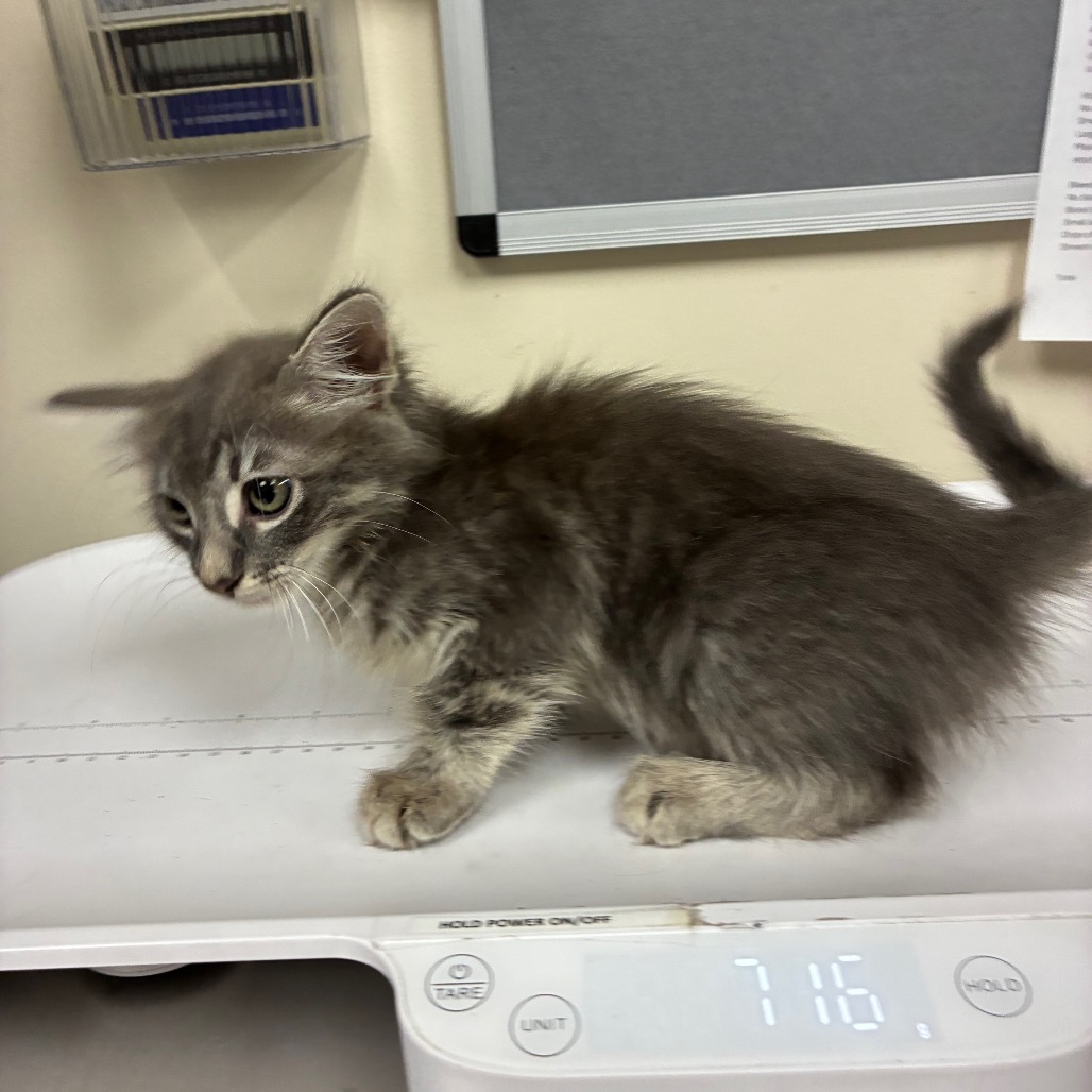 Shelter Stray Female Cat last seen , 361 S Raymond Ave, Pasadena, CA 91105, USA