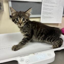 Shelter Stray Male Cat last seen , 361 S Raymond Ave, Pasadena, CA 91105, USA