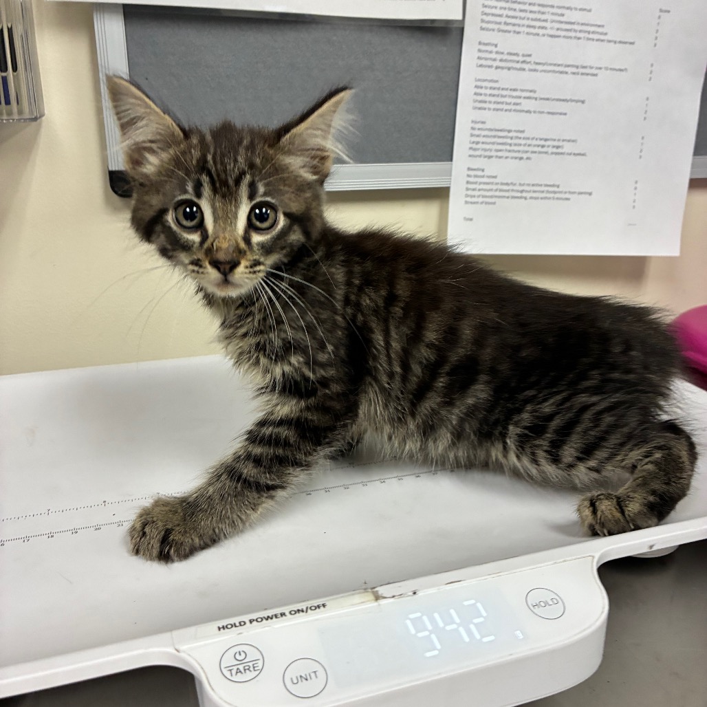 Shelter Stray Male Cat last seen , 361 S Raymond Ave, Pasadena, CA 91105, USA