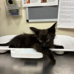 Shelter Stray Male Cat last seen , 361 S Raymond Ave, Pasadena, CA 91105, USA